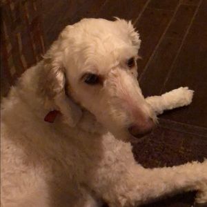 Meet your Posher, Jamie